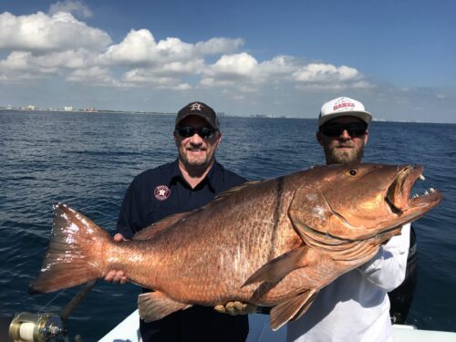 catch grouper